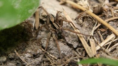 wolf spider bite