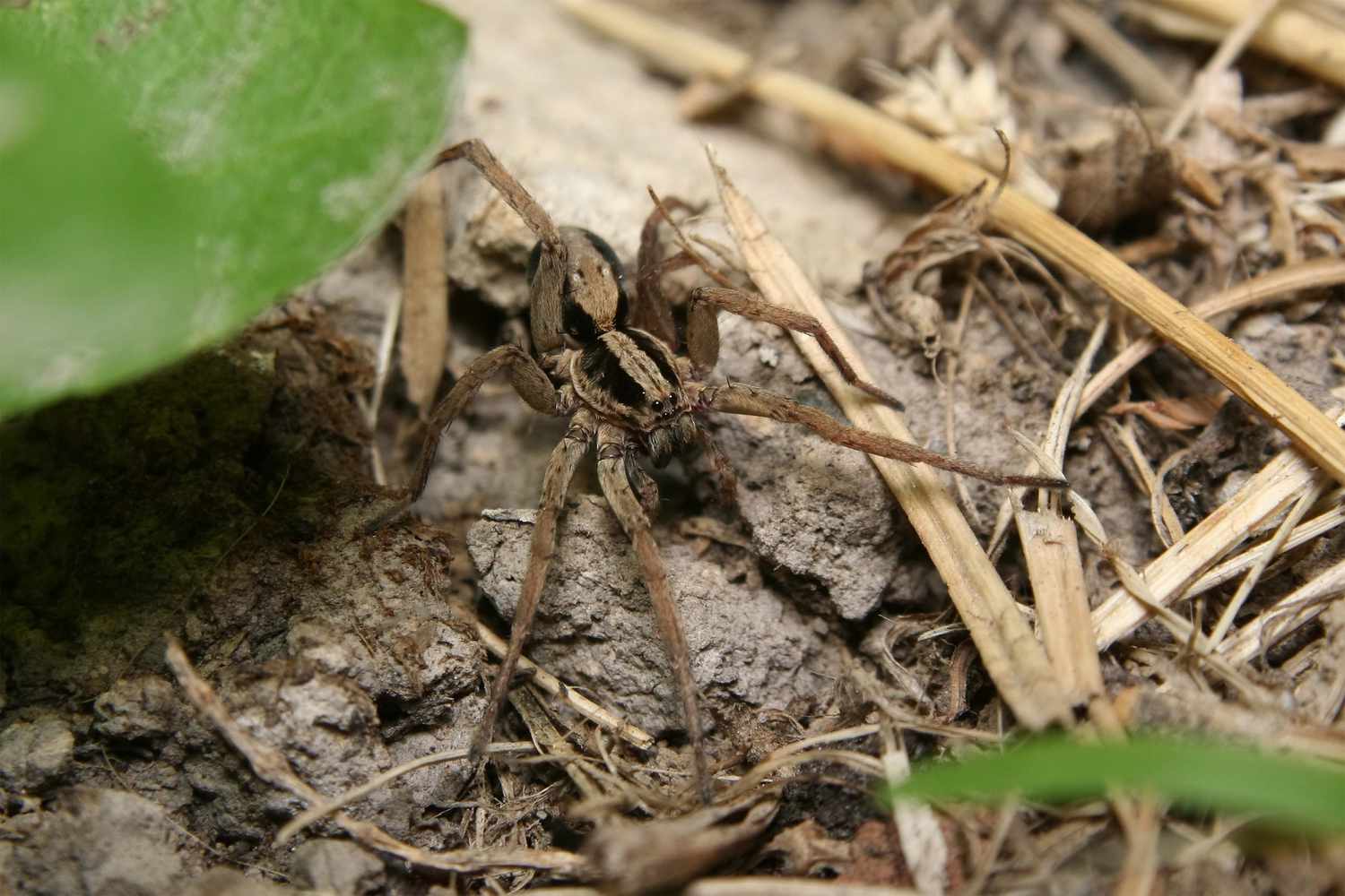 wolf spider bite