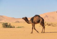 camel live