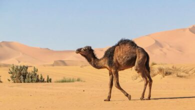 camel live
