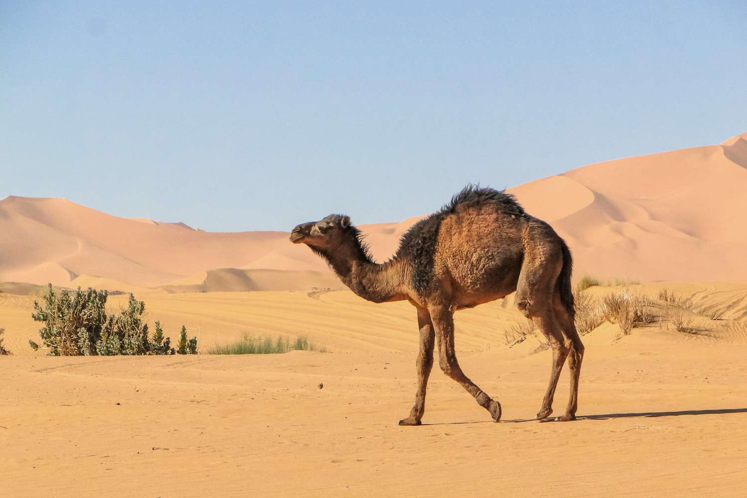 camel live